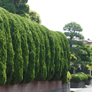 家庭菜園・庭木